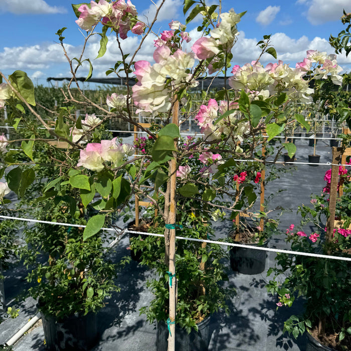 Bougainvillea White Flower Tree Form, 'Sea Foam' Flowering Tree in 7 gallon nursery pot with a lush canopy of pristine white blooms atop a single trunk, standing in an outdoor nursery row, ideal for ornamental garden focal points and vibrant outdoor landscapes.