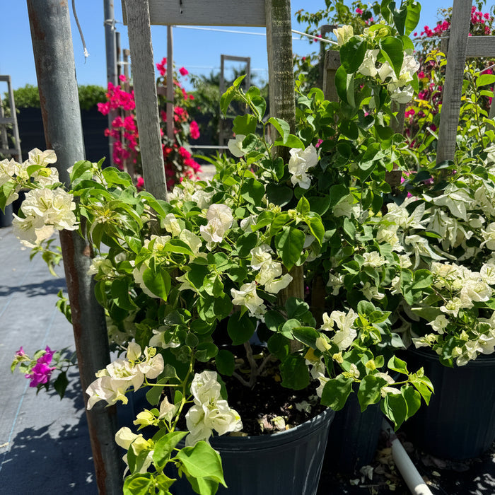 Bougainvillea White Flower Bush Form, 'Sea Foam' Flowering Plant in 3 gallon nursery pot with pristine white blooms trained on a wooden trellis, standing in an outdoor nursery row under a clear blue sky, ideal for vibrant property borders and outdoor landscapes.