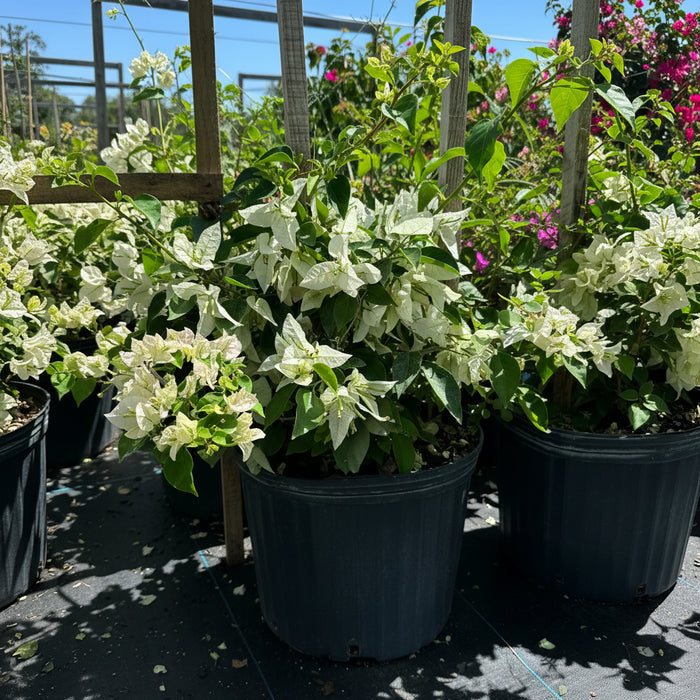 Bougainvillea White Flower Bush Form, 'Sea Foam' Flowering Plant in 3 gallon nursery pot with pristine white blooms trained on a wooden trellis in an outdoor nursery row, ideal for vibrant property borders and outdoor landscapes.