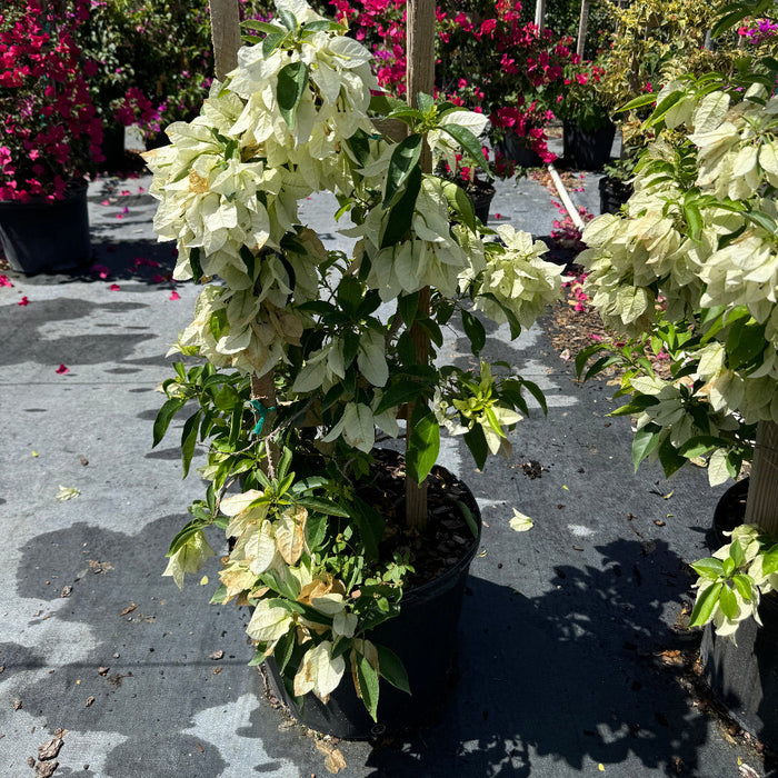 Bougainvillea White Flower Bush Form, 'Sea Foam' Flowering Plant in 3 gallon nursery pot with pristine white blooms trained on a wooden trellis in an outdoor nursery row, ideal for vibrant property borders and outdoor landscapes.