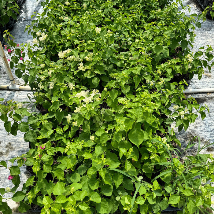 Bougainvillea White Flower Bush Form, 'Sea Foam' Flowering Plant in 1 gallon nursery pot with pristine white blooms supported by a small wooden stake, standing in an outdoor nursery row on black landscaping fabric, ideal for vibrant property borders and outdoor landscapes.
