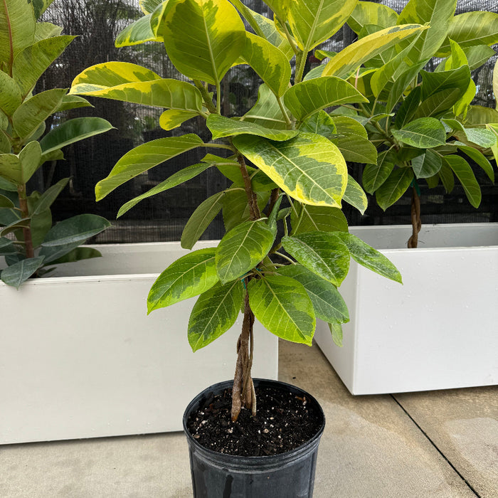 Braided Ficus Altissima Variegated Yellow Gem Rubber Tree