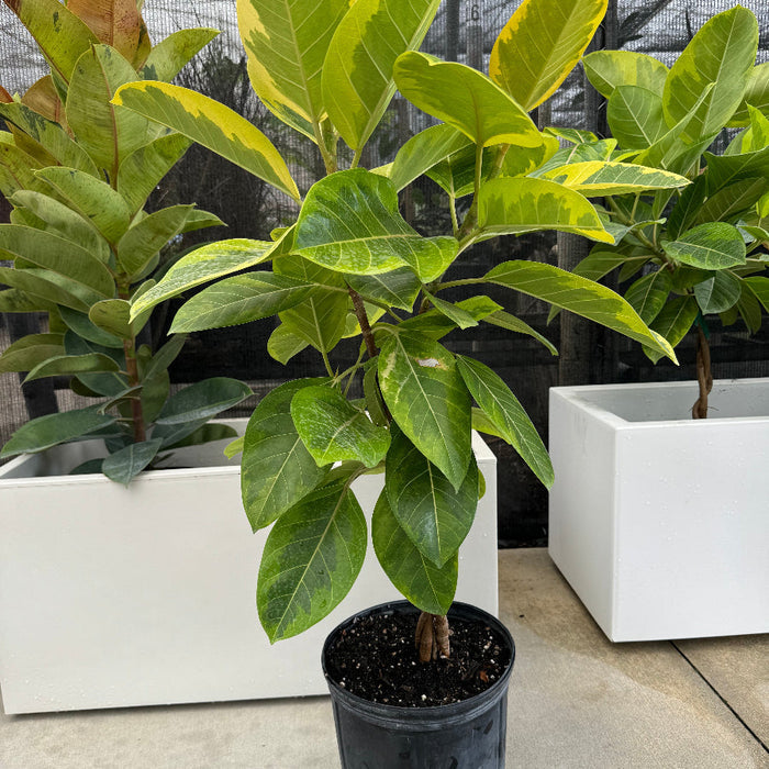 Braided Ficus Altissima Variegated Yellow Gem Rubber Tree nursery pot 5gal