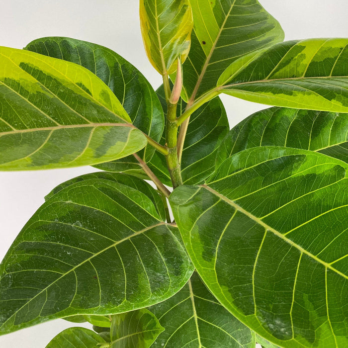 Close up view leaves of Braided Ficus Altissima Variegated Yellow Gem Rubber Tree