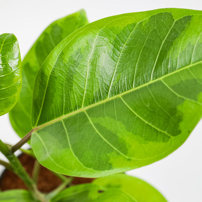 Close up view single leaf of Braided Ficus Altissima Variegated Yellow Gem Rubber Tree