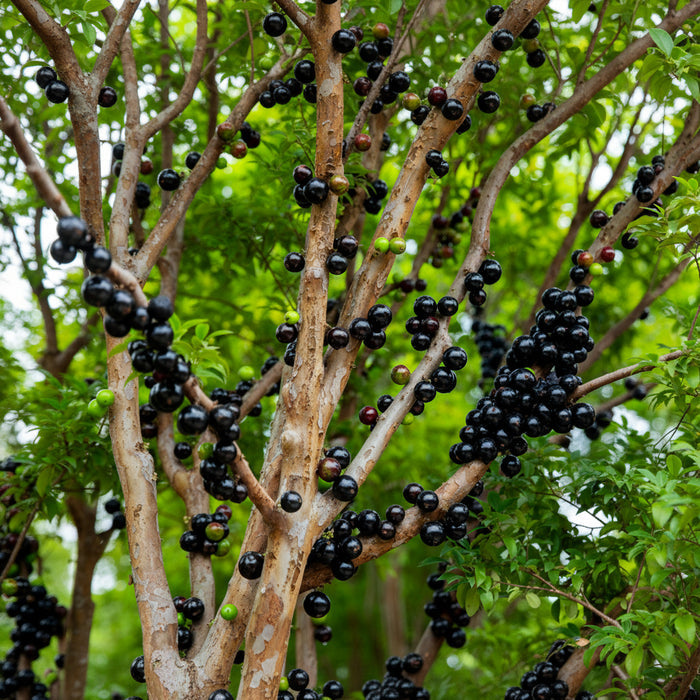 Brazilian Grape Fruit Tree, Cauliflora Jaboticaba fruit on tree