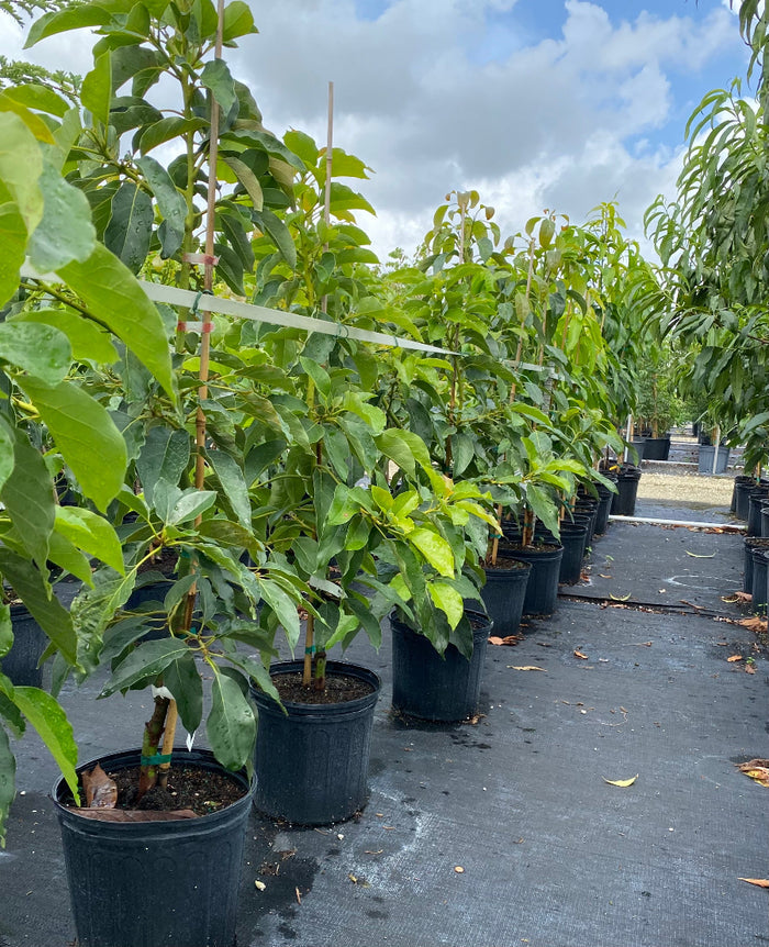 Rows of young, potted Sugar Apple Fruit Trees