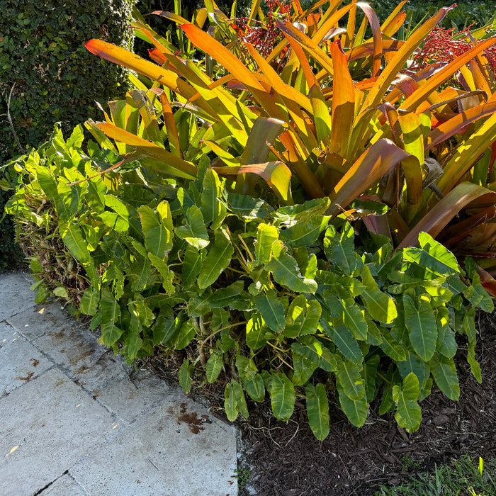 Bromeliad blanchetiana Plants with green and orange leaves growing in a garden bed next to a paved path.