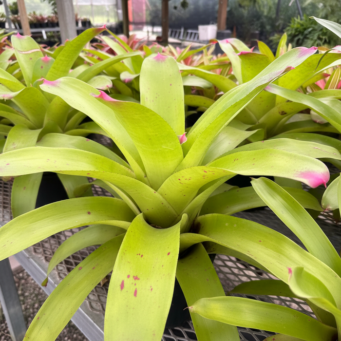 Bromeliad Neoregelia Johannis, Green with Pink Tips