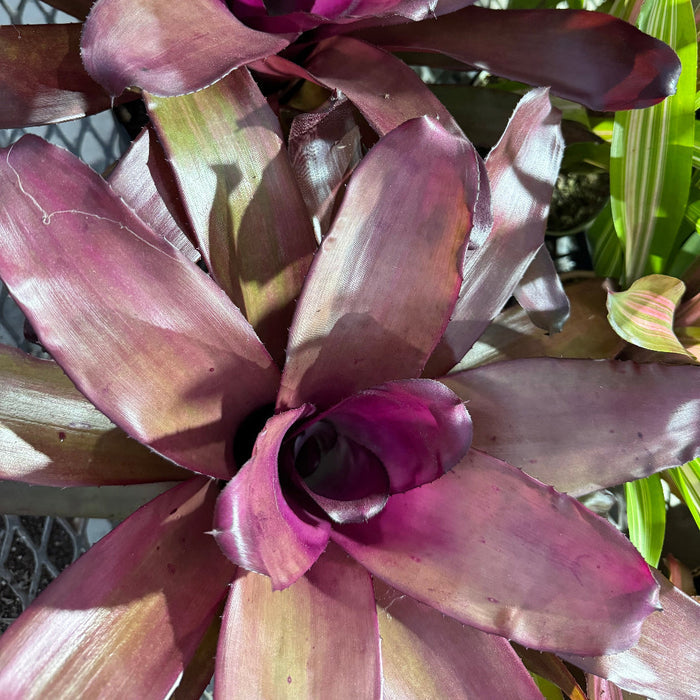 Bromeliad, Neoregelia Puppy Love Close-up of a purple bromeliad plant with green leaves in the background.