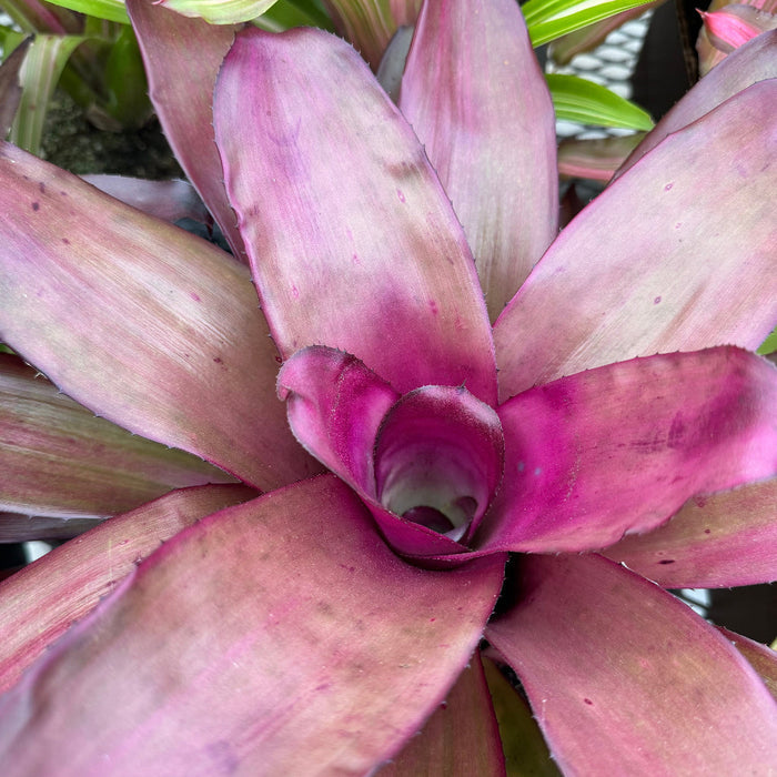 Bromeliad, Neoregelia Puppy Love Close-up of a purple bromeliad plant with green leaves in the background.