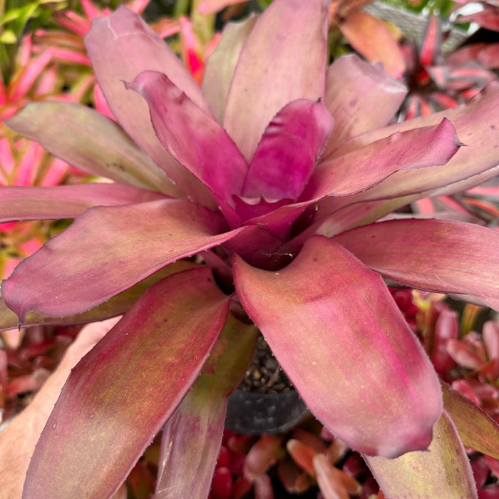 Bromeliad, Neoregelia Puppy Love Close-up of a purple bromeliad plant with green leaves in the background.