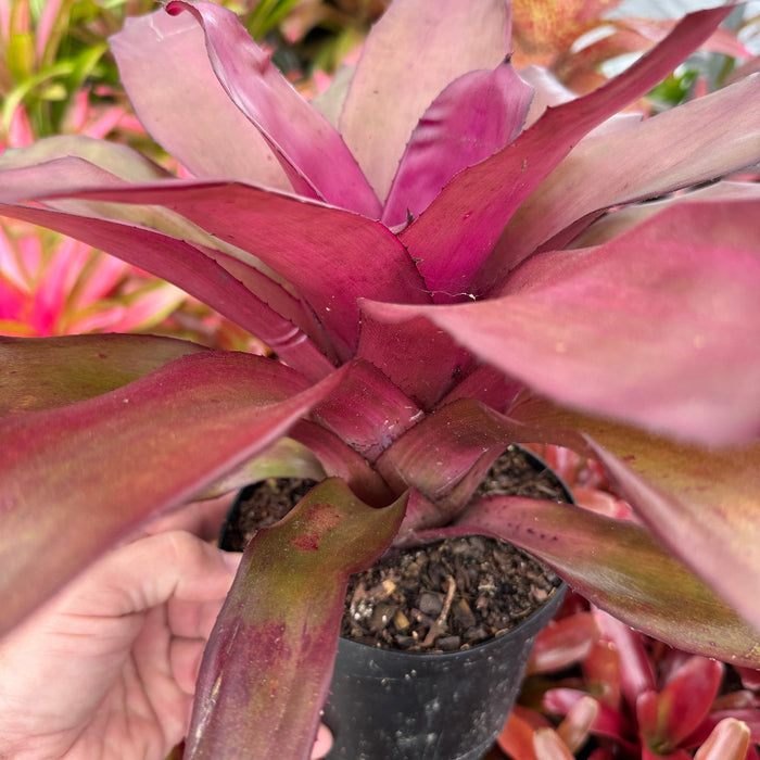 Bromeliad, Neoregelia Puppy Love Close-up of a purple bromeliad plant with green leaves in the background.