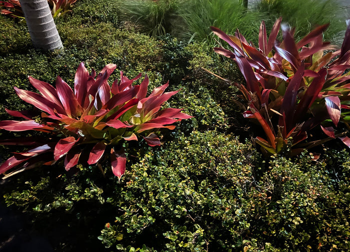 Bromeliad Royal growing in a garden bed.