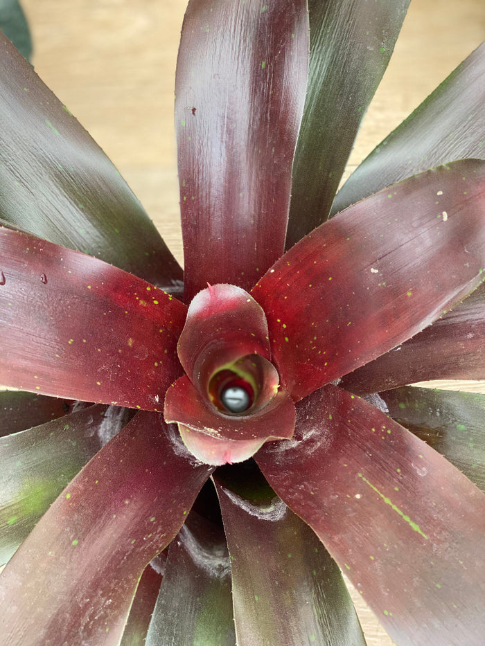 A close-up view of a Bromeliad Neoregelia Royal Burgundy
