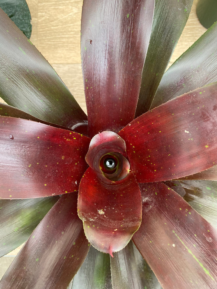 A close-up view of a Bromeliad Neoregelia Royal Burgundy