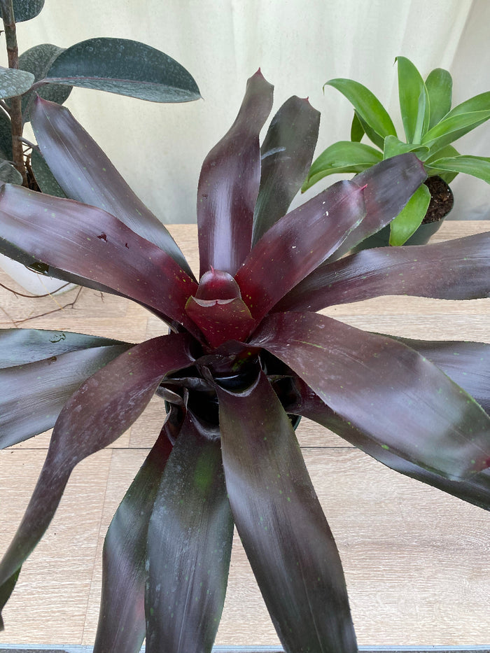 A potted Bromeliad Neoregelia Royal Burgundy plant.