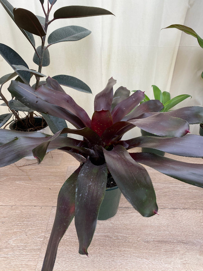 A potted Bromeliad Neoregelia Royal Burgundy plant.