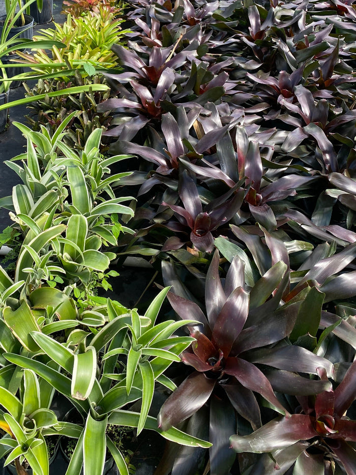 A potted Bromeliad Neoregelia Royal Burgundy plant.