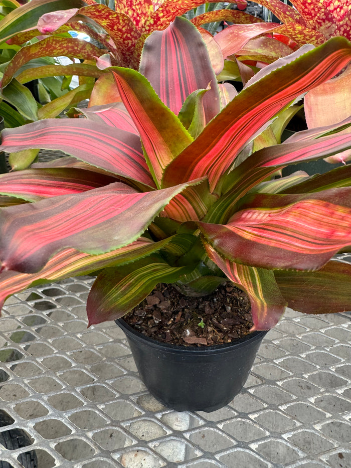 Bromeliad, Neoregelia Sangria Red Wine close up