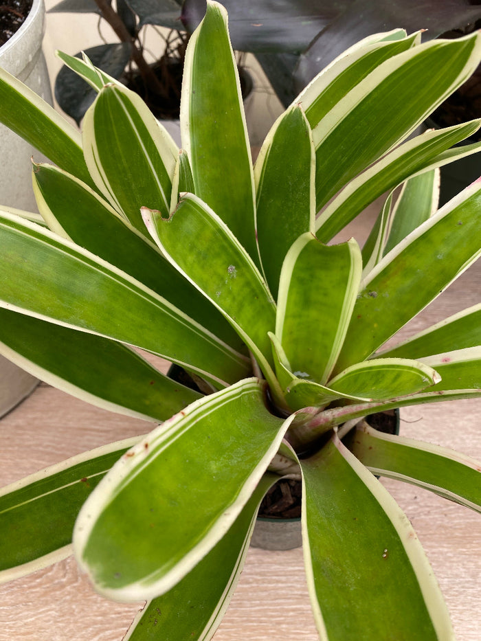 A potted Bromeliad Neoregelia Bossa Nova plant with variegated green and white leaves.