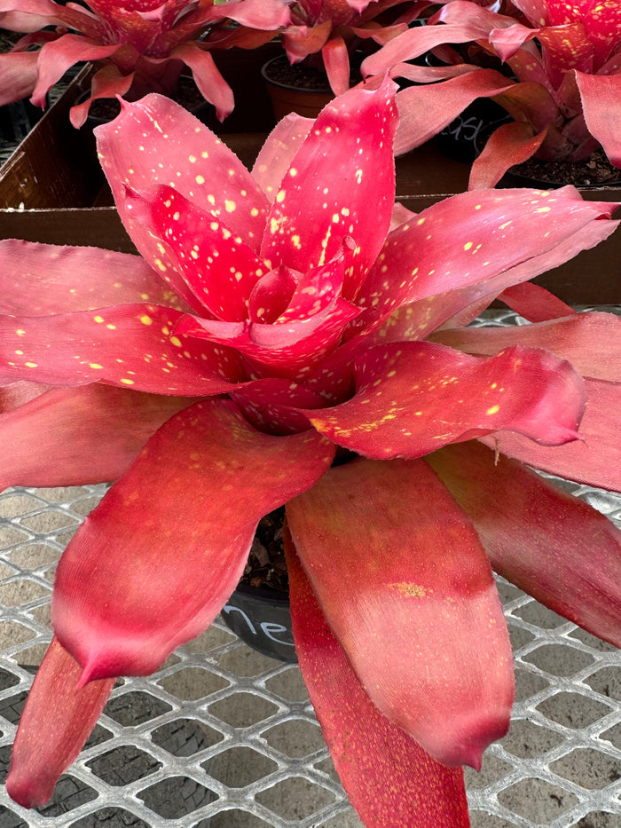 Close up of Bromeliad Neoregelia Treasure Chest.