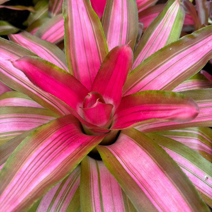 Bromeliad Neoregelia Tricolor, Impressive Hues of Green, Cream and Pink
