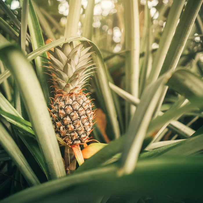 A Bromeliad Pineapple Fruit Tree with a ripe pineapple growing among green leaves.