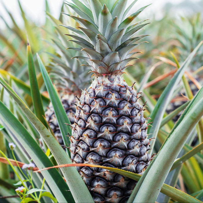 A Bromeliad Pineapple Fruit Tree with a ripe pineapple growing among green leaves.