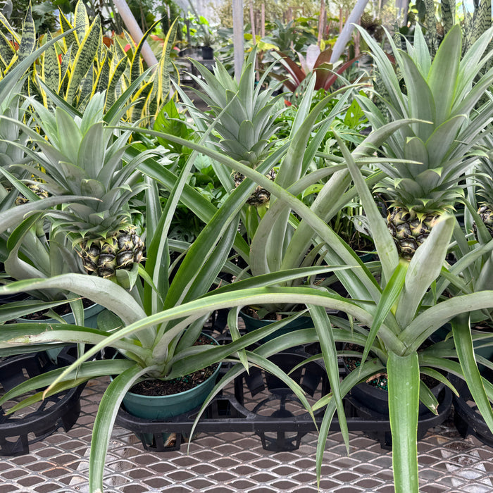Several potted Bromeliad Pineapple Fruit Trees with small pineapples growing from their centers, sitting on a nursery bench.