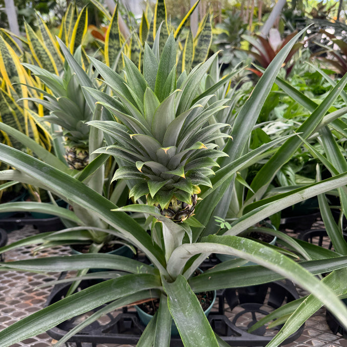 Close-up of a potted Bromeliad Pineapple Fruit Tree with spiky green leaves sitting on a metal nursery bench.