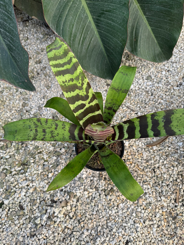 Bromeliad, Vriesea Splenriet close up of 8in plant
