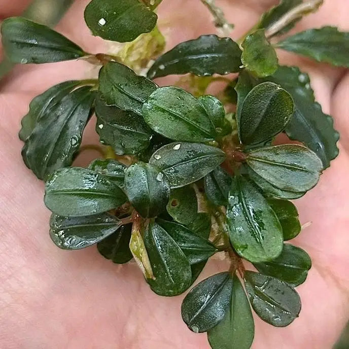 Bucephalandra Brownie Blue 2013 aquatic plant with lush dark green glossy oval leaves and delicate stems