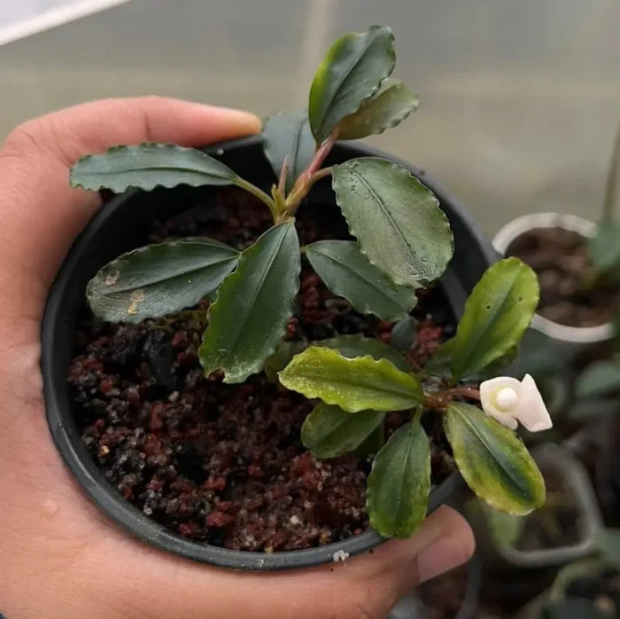 A small potted bucephalandra brownie falcon with glossy green serrated leaves and a delicate white flower blooming