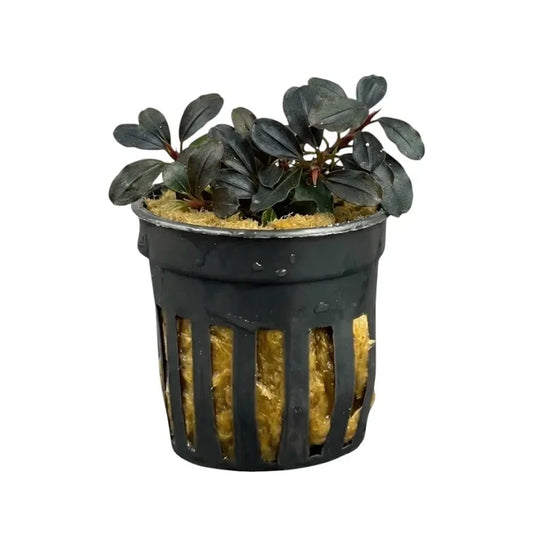 Bucephalandra brownie panjen aquatic plant with dark green glossy heart-shaped leaves in black netted pot with yellow moss