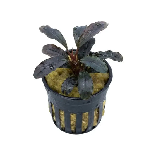 Bucephalandra brownie satan dark purple aquatic plant with glossy wavy leaves in black plastic net pot