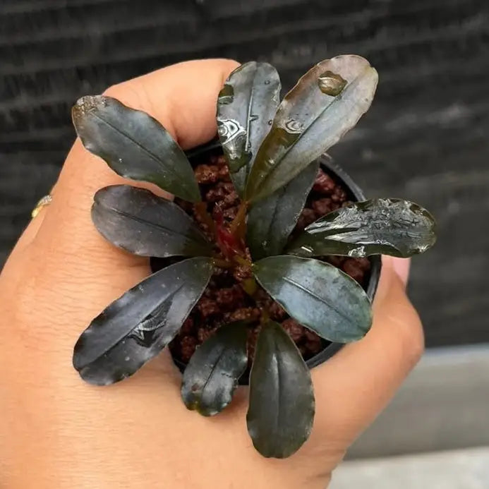 A small potted bucephalandra brownie satan aquatic plant with dark glossy leaves and reddish stems