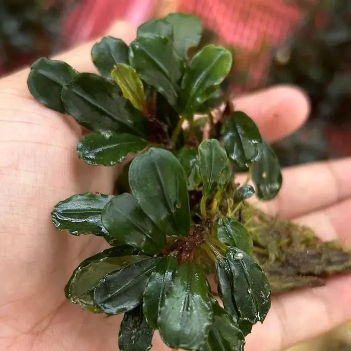 Bucephalandra brownie sp aquatic plant with lush dark green glossy rounded leaves and compact growth pattern