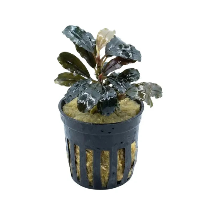 A dark glossy leafy bucephalandra plant with reddish-brown stems and a pale yellow-green leaf in a black pot with substrate