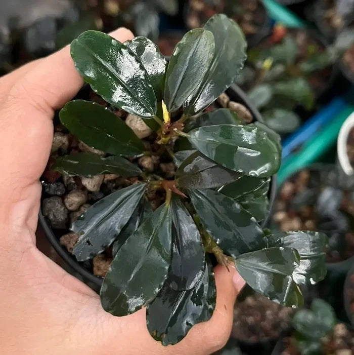 A glossy dark green bucephalandra aquatic plant with broad waxy leaves in a black pot for easy care