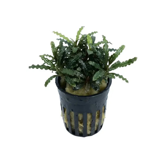 A lush Bucephalandra Catherine Sekadau aquatic plant with dark green wavy leaves in a black plastic net pot