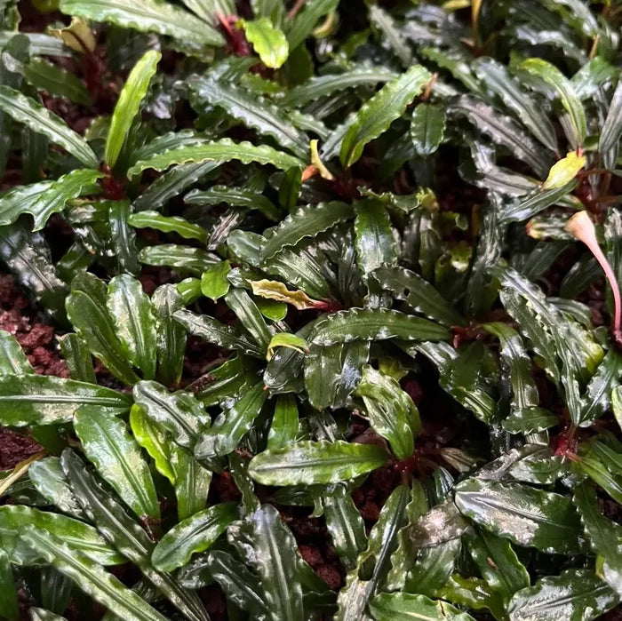 A lush bucephalandra catherine sekadau aquatic plant with wavy green leaves and deep red stems