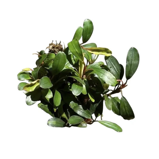 A lush compact green Bucephalandra cobalt blue plant with glossy leaves and dense rounded growth habit