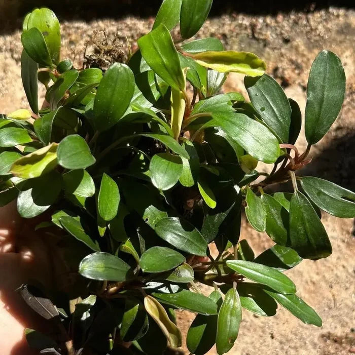 A compact Bucephalandra cobalt blue plant with lush glossy green oval leaves and some yellowing tips