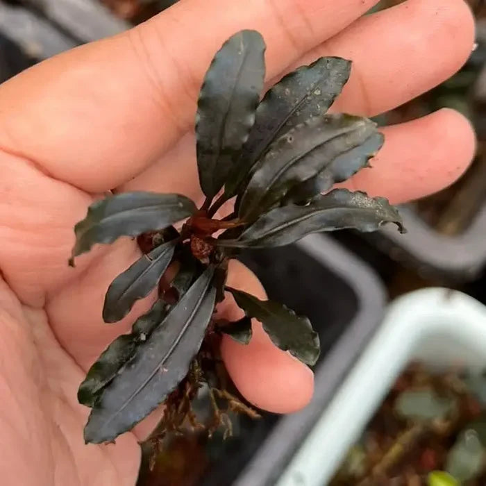 A dark glossy Bucephalandra dark Kedagang aquatic plant with elongated leaves and reddish stems held in a hand
