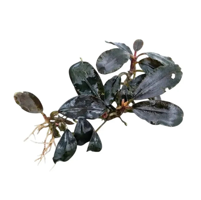 Bucephalandra dark knight aquatic plant with dark green glossy oval leaves and delicate root system for aquariums