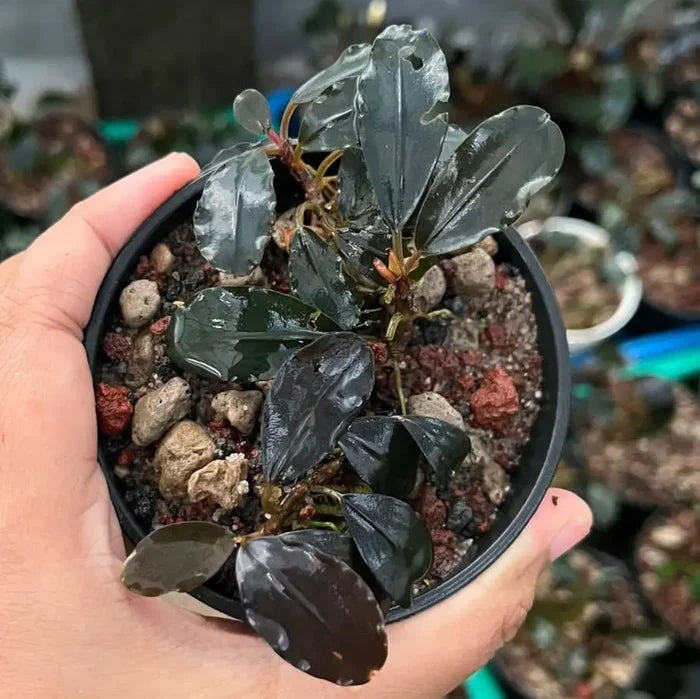 Bucephalandra Dark Knight — live aquarium plant with glossy dark green waxy leaves