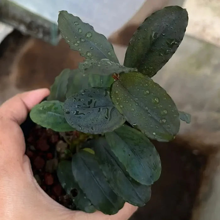A hand holds a small potted Bucephalandra Dark Series plant with dark green glossy leaves speckled with water droplets