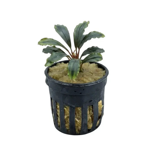 Bucephalandra emerald dark green aquatic plant with wavy leaves in black pot with yellowish substrate