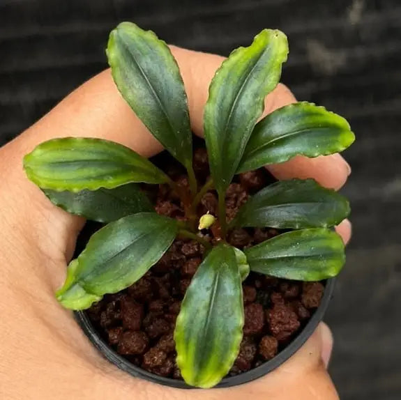 A small potted bucephalandra emerald plant with glossy green and yellow variegated elongated leaves
